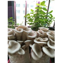南川新鲜平菇菌包出售，阳台种殖培养